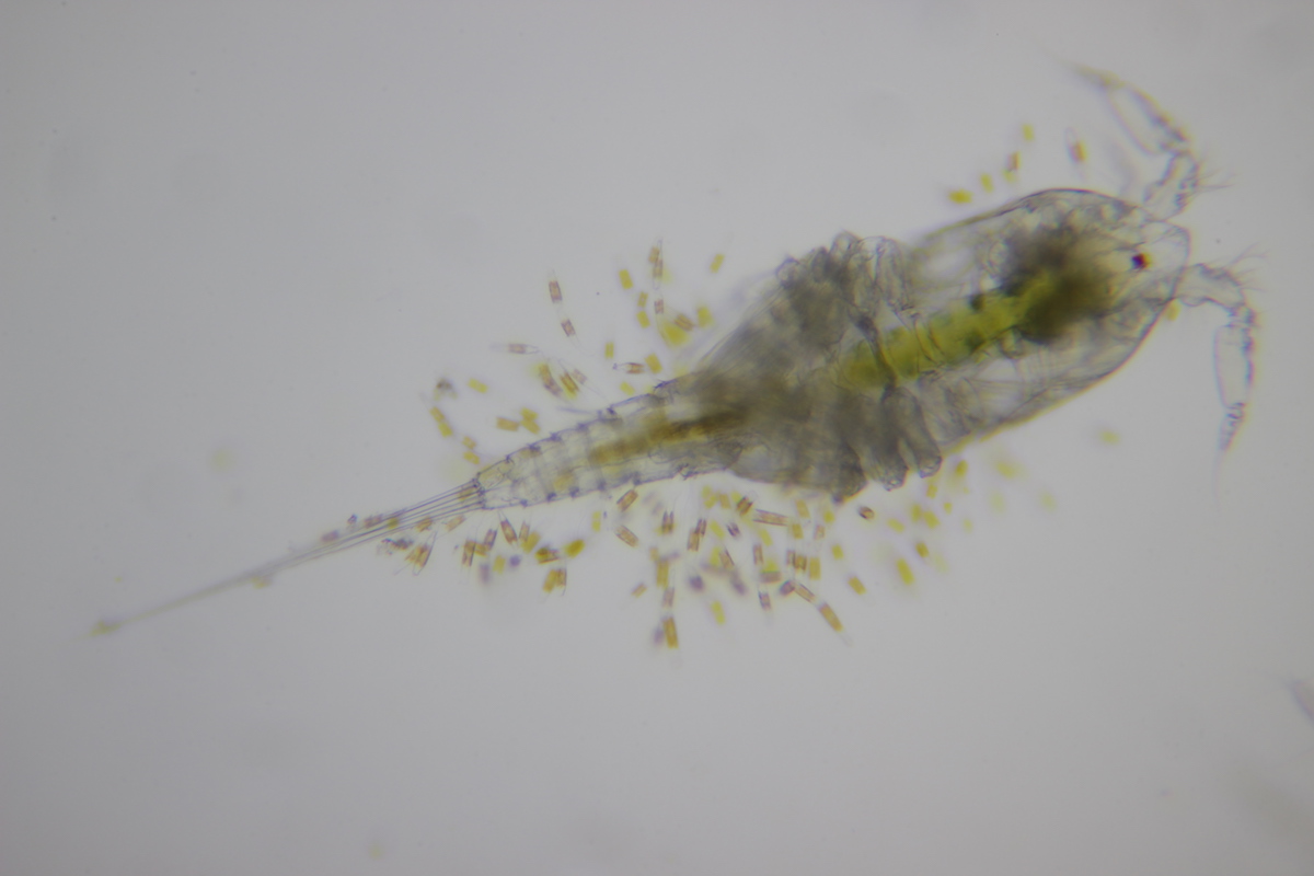 29:08:19_plankton Jersey_copepod with diatoms